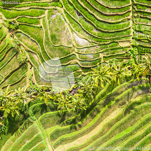 Image of Drone view of Jatiluwih rice terraces and plantation in Bali, Indonesia, with palm trees and paths.