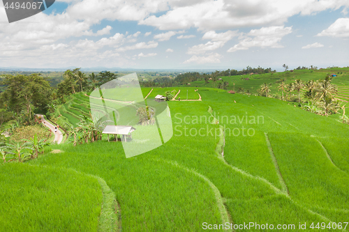 Image of Jatiluwih rice terraces and plantation in Bali, Indonesia, with palm trees and paths.