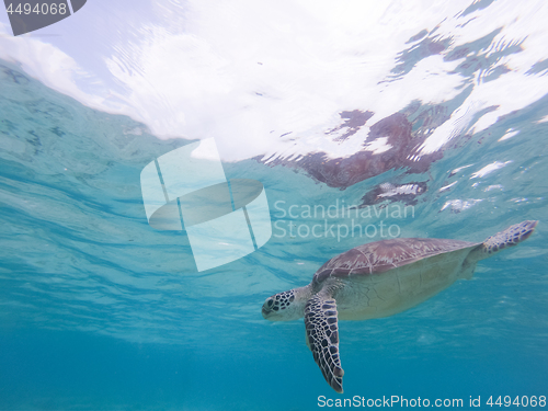 Image of Sea turtle swimming freely in the blue ocean.