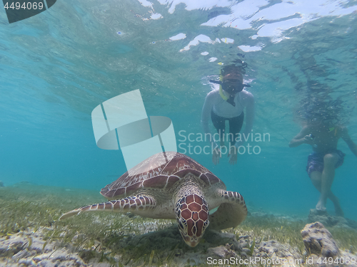 Image of People on vacations wearing snokeling masks swimming with sea turtle in turquoise blue water of Gili islands, Indonesia. Underwater photo.