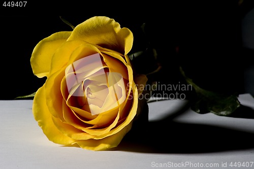 Image of Yellow rose