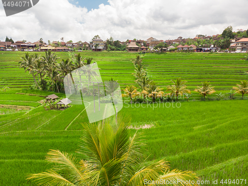 Image of Jatiluwih rice terraces and plantation in Bali, Indonesia, with palm trees and paths.