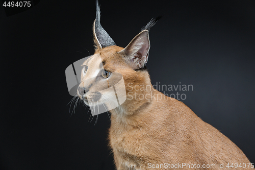 Image of Beautiful caracal lynx over black background