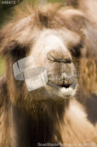 Image of Camel