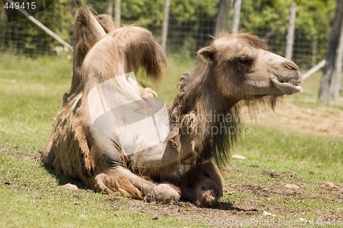 Image of Camel