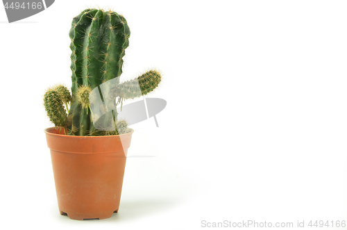 Image of Cactus in pot plant isolated 