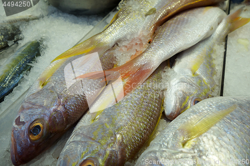 Image of Variety of raw fresh fish