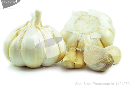 Image of Isolated garlic and clove