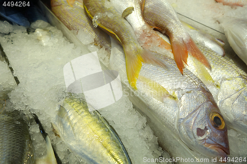 Image of Variety of raw fresh fish