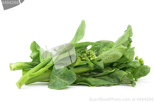 Image of Chinese Kai Lan vegetables