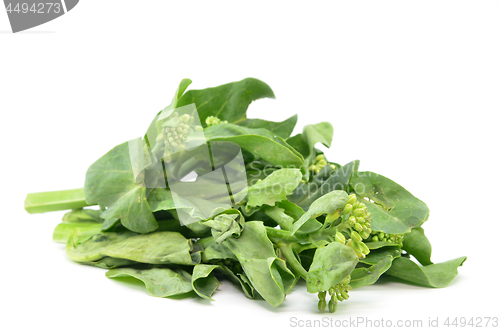 Image of Chinese Kai Lan vegetables