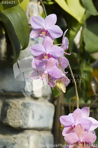 Image of Orchids