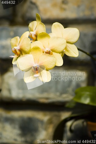 Image of Orchids