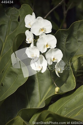 Image of Orchids