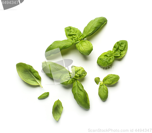 Image of Basil leaf