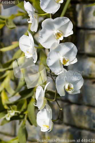 Image of Orchids