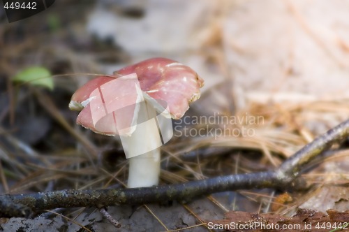 Image of Mushroom