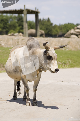 Image of Zebu