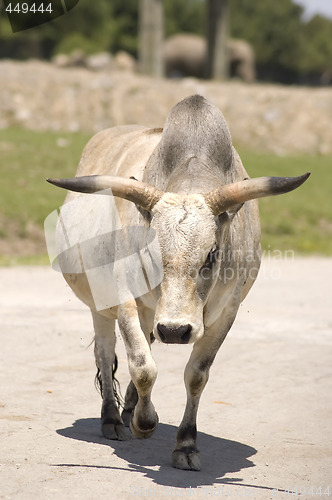 Image of Zebu