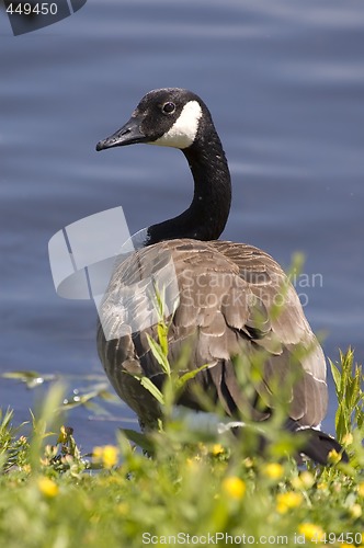 Image of Goose