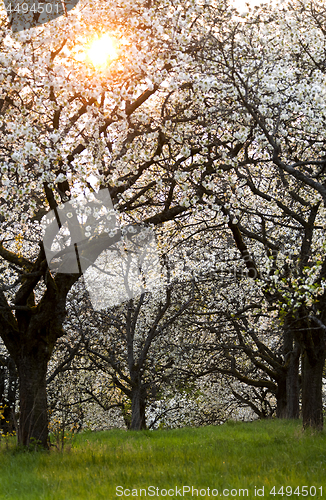 Image of Cherry orchard in spring