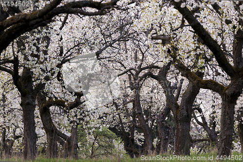 Image of Cherry orchard in spring