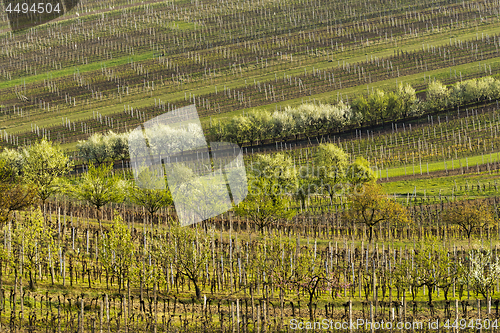 Image of Vineyards in spring