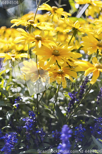 Image of Flower bad of autumn flowers