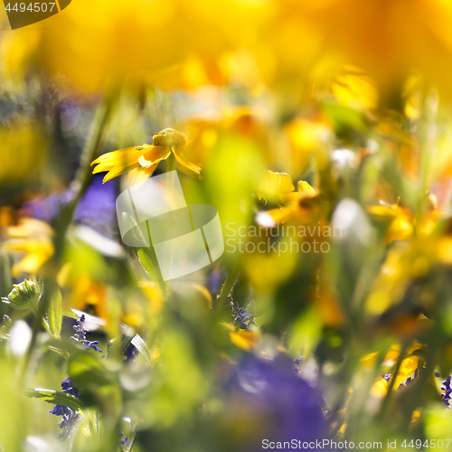 Image of Flower bad of autumn flowers