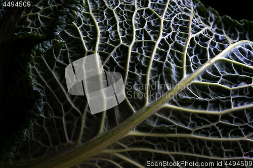 Image of Savoy cabbage leaf