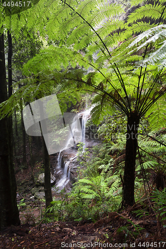 Image of Views to waterfall through large tree ferns