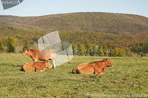 Image of Cows resting in grass