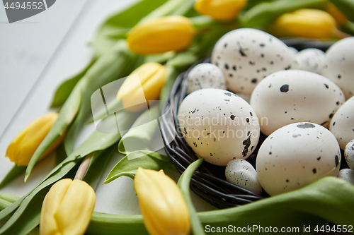 Image of Beautiful yellow tulips with dotted quail and chicken eggs in nest on white