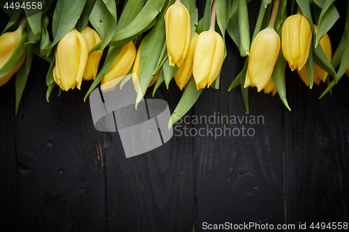 Image of Beautiful yellow tulips on black rustic wooden background. Top view