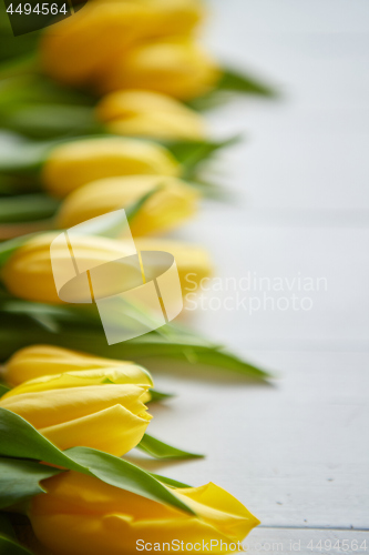 Image of Composition of fresh tulips placed in row on white rustic wooden table