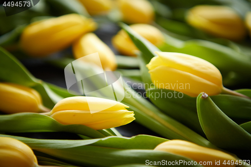 Image of Yellow tulips placed on black table. Top view with flat lay