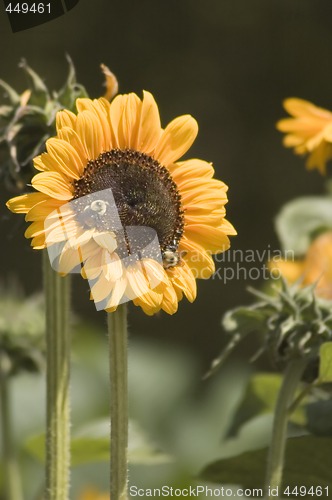 Image of Sunflower