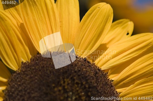 Image of Sunflower