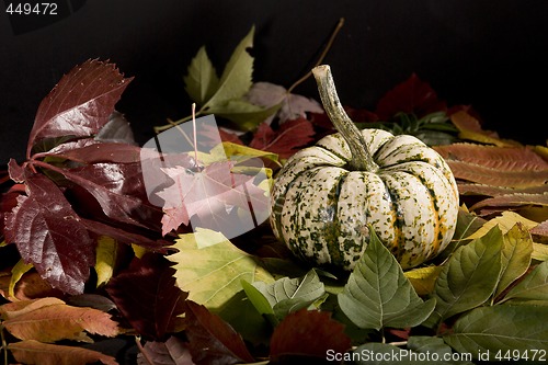 Image of Pumpkins
