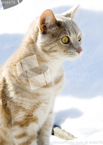 Image of Cat