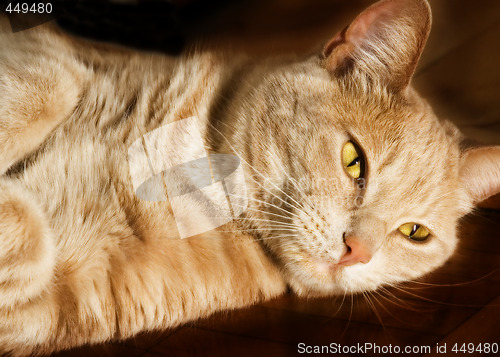 Image of Cat