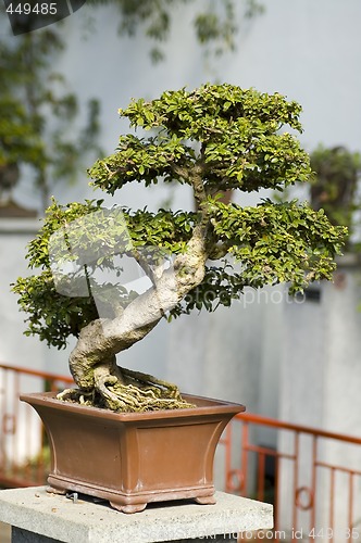 Image of Bonzai tree