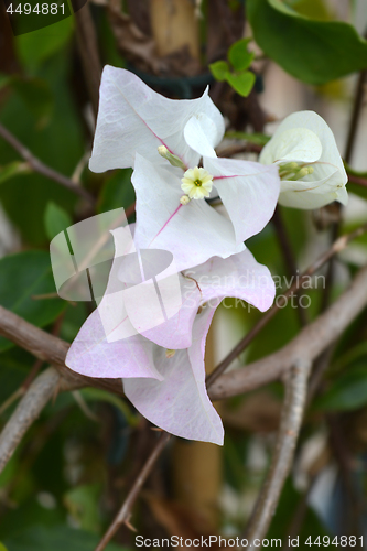 Image of White bougainvillea Alexandra