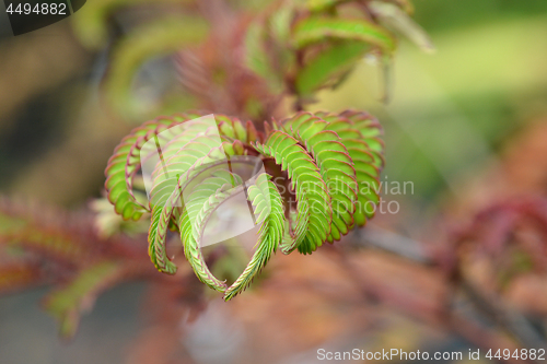 Image of Silk tree Summer Chocolate