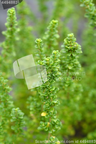 Image of Alpine mint bush