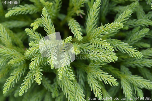 Image of Japanese cedar Globosa Nana