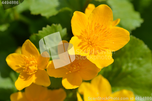 Image of Marsh marigold