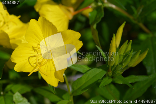 Image of Common sundrops