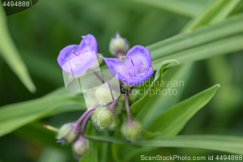 Image of Virginia spiderwort