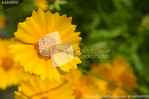 Image of Star tickseed